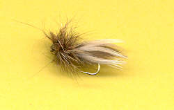 sedge flanc de canne